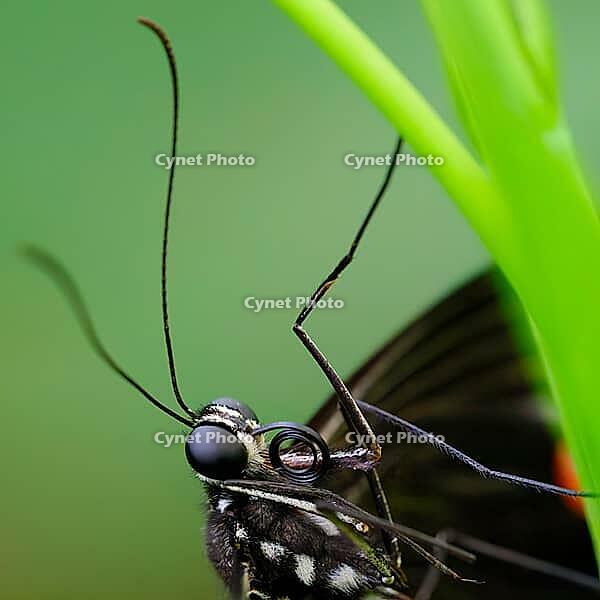 Extreme close-up of a butterfly head with large compound eye, curled suction trunk and long antennae, common mormon butterfly (Papilio polytes), Mariposario de Benalmádena, captivity, Benalmádena, Costa del Sol, Andalusia, Spain [IBR125606089]