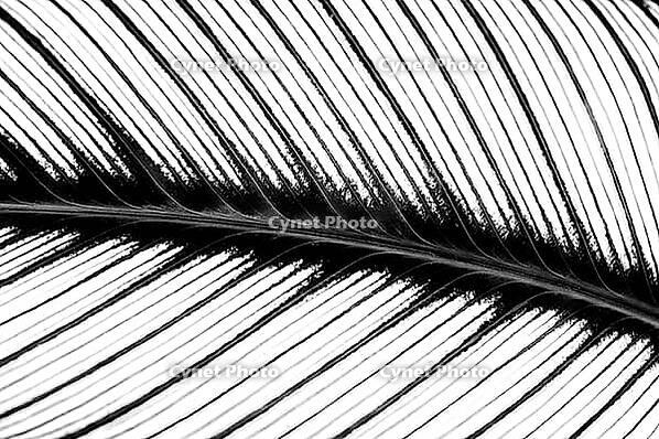 Close-up of a feather shows its fine, parallel running branches in contrasting black and white, pinstriped calathea (Goeppertia ornata), (Calathea ornata), Benalmádena, Costa del Sol, Andalusia, Spain [IBR125606090]