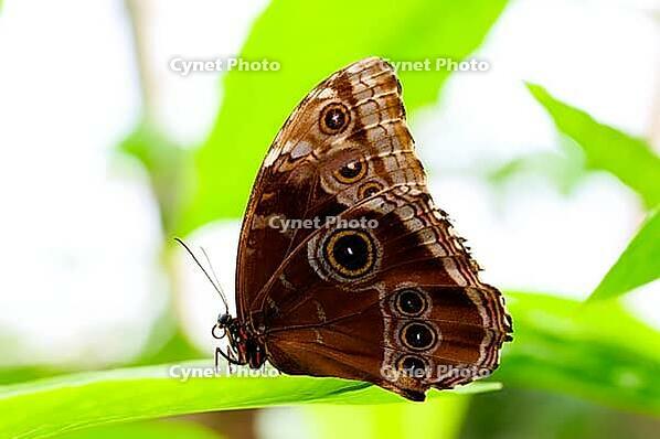 A brown butterfly with striking eye patches sits sideways on a green leaf, banana butterfly, owl butterfly, (genus Caligo), Mariposario de Benalmádena, captivity, Benalmádena, Costa del Sol, Andalusia, Spain [IBR125606091]