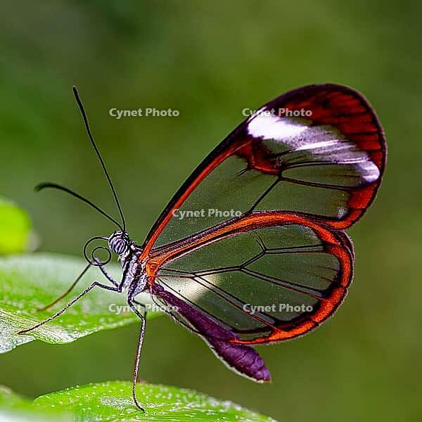 A delicate glasswing with transparent wings sits on a light green leaf, glasswing butterfly (Greta oto), Mariposario de Benalmádena, captivity, Benalmádena, Costa del Sol, Andalusia, Spain [IBR125606092]