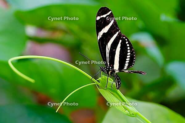 A black and white striped zebra butterfly sits on a thin green stem in front of blurred foliage, zebra butterfly (Heliconius charithonia), Mariposario de Benalmádena, captivity, Benalmádena, Costa del Sol, Andalusia, Spain [IBR125606093]
