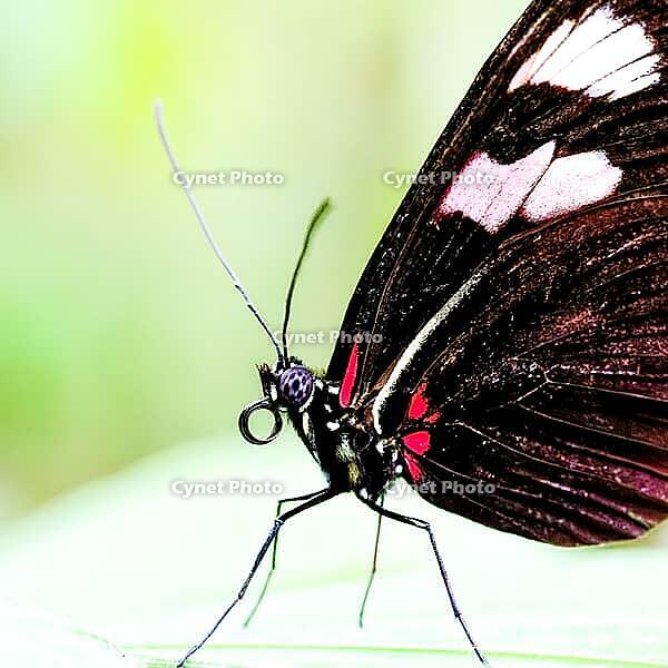 A black-winged butterfly with pink and white spots sits on a blade of grass, knight butterfly (Papilionidae), windmill butterfly (Byasa polyeuctes), Mariposario de Benalmádena, captivity, Benalmádena, Costa del Sol, Andalusia, Spain [IBR125606094]