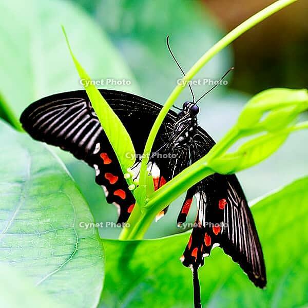 A black-orange butterfly rests on a green plant, partly surrounded by large leaves, Common Mormon Butterfly (Papilio polytes), Mariposario de Benalmádena, captivity, Benalmádena, Costa del Sol, Andalusia, Spain [IBR125606097]
