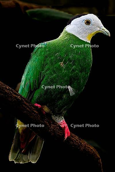 A green and white bird sits sideways on a branch and looks to the right against a dark background, black-naped fruit pigeon, black-capped fruit dove (Ptilinopus melanospilus), Mariposario de Benalmádena, captivity, Benalmádena, Costa del Sol, Andalusia, S [IBR125606098]