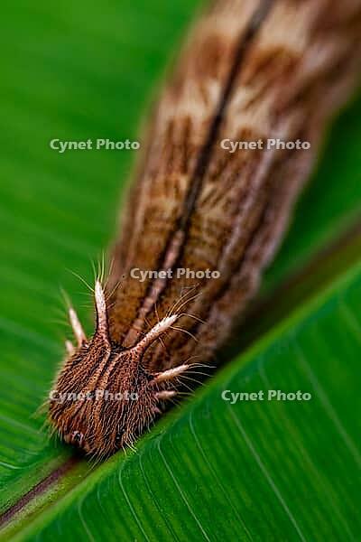 Close-up of a brown, hairy butterfly resting on a green leaf, caterpillar, banana butterfly (Caligo eurilochus), Mariposario de Benalmádena, captivity, Benalmádena, Costa del Sol, Andalusia, Spain [IBR125606100]