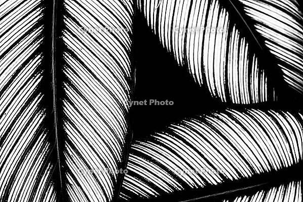Overlaying feathers form an abstract black and white pattern of fine lines and curved shapes, pinstriped calathea (Goeppertia ornata), (Calathea ornata), Benalmádena, Costa del Sol, Andalusia, Spain [IBR125606101]