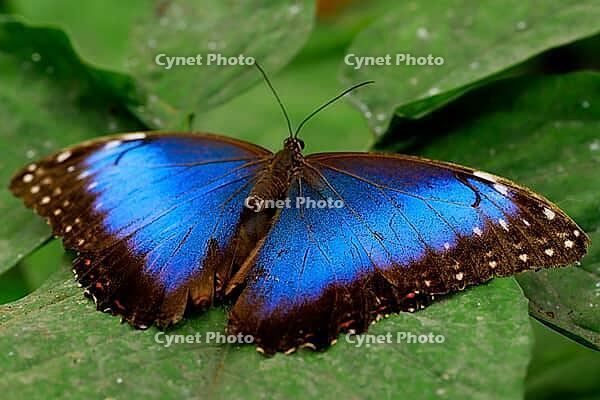 From above is a blue morpho with wide open wings on a large green leaf, Blue Morpho (Morpho peleides), Mariposario de Benalmádena, captivity, Benalmádena, Costa del Sol, Andalusia, Spain [IBR125606107]