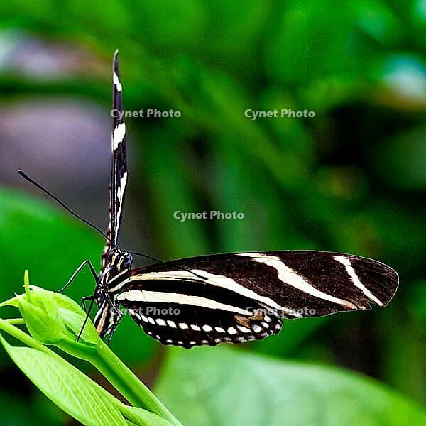 A black and white striped butterfly spreads its wings on a green plant, zebra butterfly (Heliconius charithonia), Mariposario de Benalmádena, captivity, Benalmádena, Costa del Sol, Andalusia, Spain [IBR125606108]