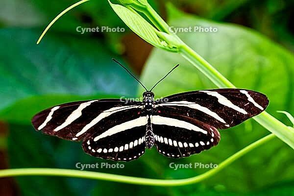 A zebra butterfly spreads its black and white striped wings on a green plant, zebra butterfly (Heliconius charithonia), Mariposario de Benalmádena, captivity, Benalmádena, Costa del Sol, Andalusia, Spain [IBR125606109]