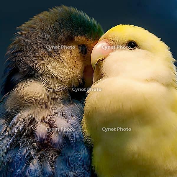 A teal parrot sits close to a yellow bird against a dark background, parrots, inseparable (Agapornis), peach head or rose head mutation, Mariposario de Benalmádena, captivity, Benalmádena, Costa del Sol, Andalusia, Spain [IBR125606110]