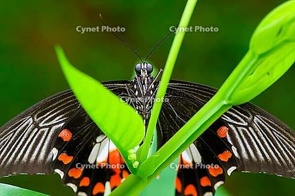 A black-winged butterfly with orange spots sits between bright green leaves, common mormon butterfly (Papilio polytes), Mariposario de Benalmádena, captivity, Benalmádena, Costa del Sol, Andalusia, Spain [IBR125606112]