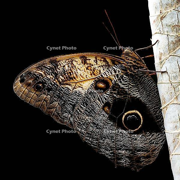 Close-up of a brown owl butterfly with large eye patches clinging to a light trunk, banana butterfly, owl butterfly (Caligo genus), Mariposario de Benalmádena, captivity, Benalmádena, Costa del Sol, Andalusia, Spain [IBR125606113]
