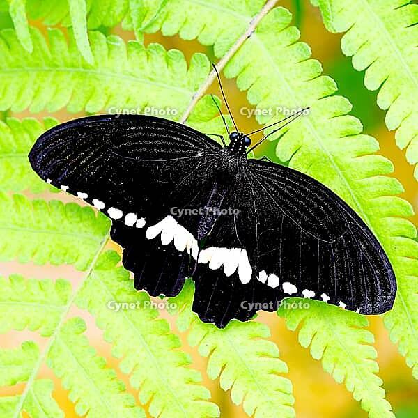 A black butterfly with a white wingband sits spread out on a bright green fern, Little Mormon (Papilio polytes), Mariposario de Benalmádena, captivity, Benalmádena, Costa del Sol, Andalusia, Spain [IBR125606114]