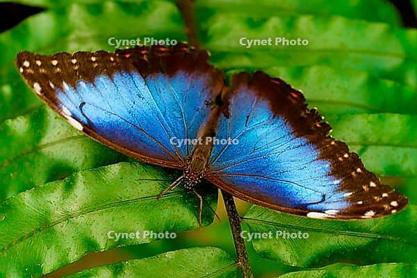 A blue morpho sits on a green leaf and shows its bright blue wings with brown edges, Blue Morpho (Morpho peleides), Mariposario de Benalmádena, captivity, Benalmádena, Costa del Sol, Andalusia, Spain [IBR125606116]