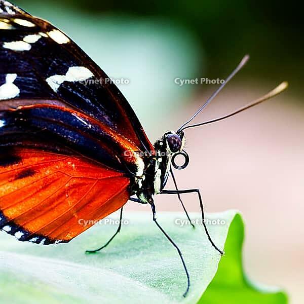 Close-up of a butterfly with bright orange wing underside on a green leaf, passion flower butterfly (Heliconius), Mariposario de Benalmádena, captivity, Benalmádena, Costa del Sol, Andalusia, Spain [IBR125606117]