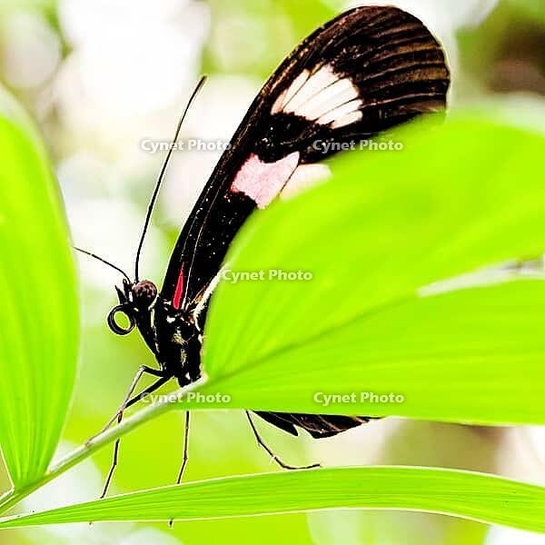A black-winged butterfly with pink and white spots rests between bright green leaves, knight butterfly (Papilionidae), windmill butterfly (Byasa polyeuctes), Mariposario de Benalmádena, captivity, Benalmádena, Costa del Sol, Andalusia, Spain [IBR125606119]