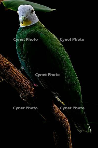 A green feathered bird with a light head sits on a sloping branch against a dark background, black-naped fruit pigeon, black-capped fruit dove (Ptilinopus melanospilus), Mariposario de Benalmádena, captive, Benalmádena, Costa del Sol, Andalusia, Spain [IBR125606120]