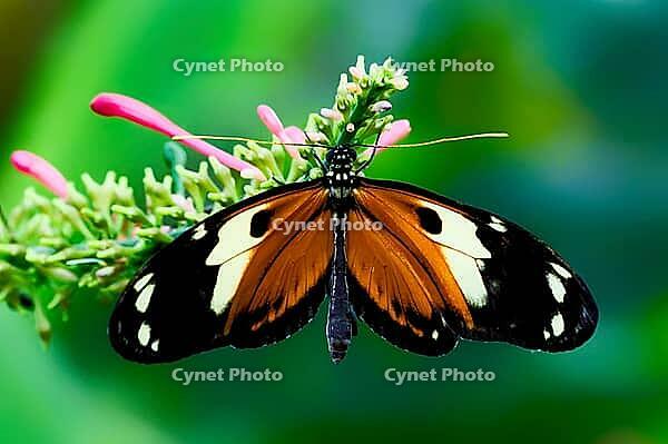 An orange-black butterfly sits with outstretched wings on a flowering plant, passion flower butterfly (Heliconius), Mariposario de Benalmádena, captivity, Benalmádena, Costa del Sol, Andalusia, Spain [IBR125606121]
