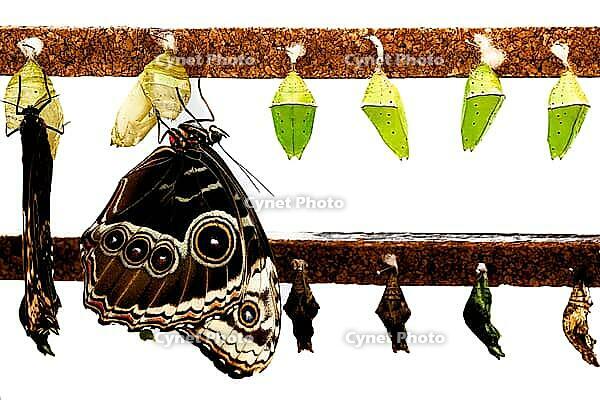 A brown butterfly hangs next to several green dolls on a pole, banana butterfly, owl butterfly, (genus Caligo), Mariposario de Benalmádena, captivity, Benalmádena, Costa del Sol, Andalusia, Spain [IBR125606122]