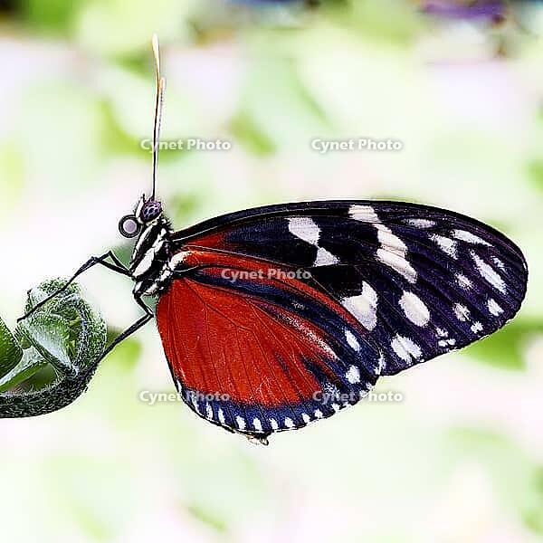 A black and red butterfly with white spots sits on a leaf against a light, blurred background, passion flower butterfly (Heliconius), Mariposario de Benalmádena, captivity, Benalmádena, Costa del Sol, Andalusia, Spain [IBR125606124]