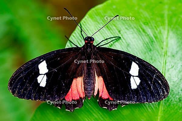 A black and red butterfly with white spots spreads its wings on a large green leaf, knight butterfly (Papilionidae), windmill butterfly (Byasa polyeuctes), Mariposario de Benalmádena, captivity, Benalmádena, Costa del Sol, Andalusia, Spain [IBR125606125]