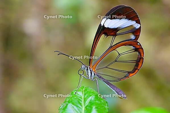 A butterfly with transparent, orange-brown rimed wings sits on a green leaf, glass-winged butterfly (Greta oto), Mariposario de Benalmádena, captivity, Benalmádena, Costa del Sol, Andalusia, Spain [IBR125606126]