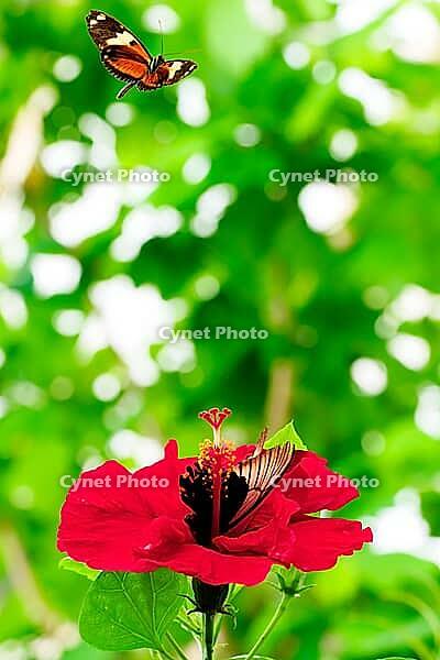 An orange-black butterfly flies over a red hibiscus while another sits on the flower, Great Mormons (Papilio memnon), Passionflower Butterfly (Heliconius), Hibiscus, Ebbish (Hibiscus), Mariposario de Benalmádena, captive, Benalmádena, Costa del Sol, Andal [IBR125606127]