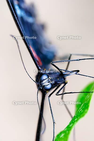 Macro shot of a blue-black butterfly with red wing drawings next to a green leaf, knight butterfly (Papilionidae), windmill butterfly (Byasa polyeuctes), Mariposario de Benalmádena, captivity, Benalmádena, Costa del Sol, Andalusia, Spain [IBR125606129]