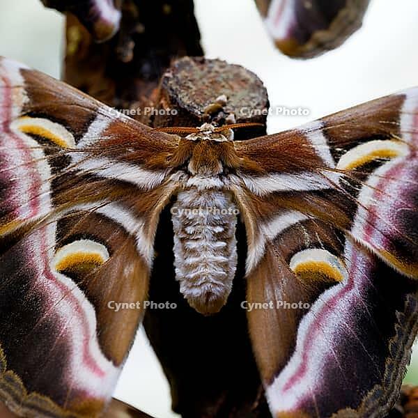 Close-up of an atlas moth with hairy body and striking brown, pink and white wing patterns, Atlas Moth (Attacus atlas), Mariposario de Benalmádena, captivity, Benalmádena, Costa del Sol, Andalusia, Spain [IBR125606130]