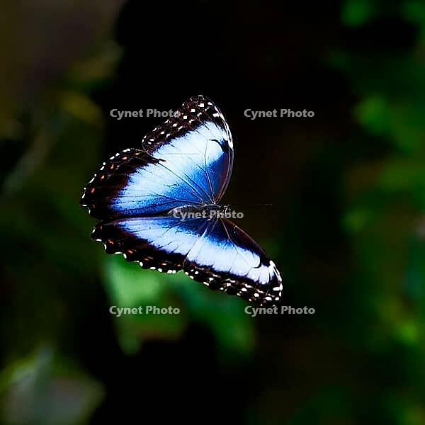 A blue shimmering morphofalter spreads its wings against a dark, blurred green background, Blue Morpho (Morpho peleides), Mariposario de Benalmádena, captivity, Benalmádena, Costa del Sol, Andalusia, Spain [IBR125606132]
