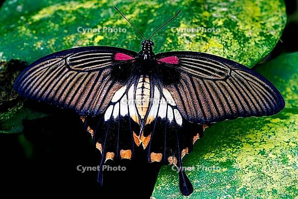 A butterfly spreads its black and white patterned wings over a green leaf, Great Mormons (Papilio memnon), Mariposario de Benalmádena, captivity, Benalmádena, Costa del Sol, Andalusia, Spain [IBR125606133]
