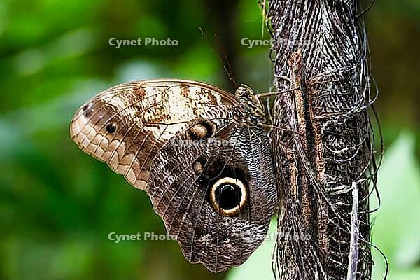 A brown butterfly with a striking eye patch sits on a weathered tree trunk, banana moth, owl butterfly (Caligo genus), Mariposario de Benalmádena, captivity, Benalmádena, Costa del Sol, Andalusia, Spain [IBR125606135]