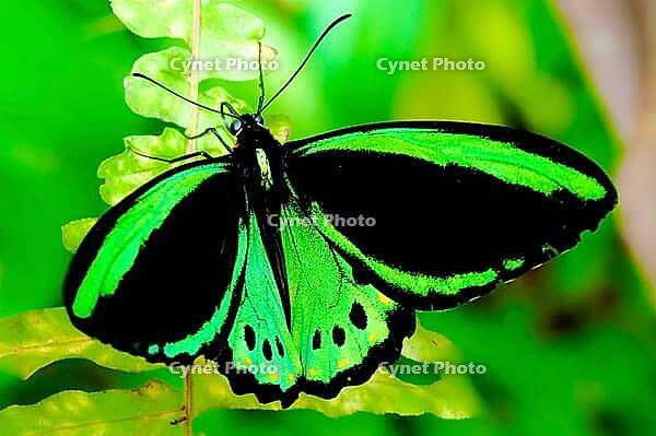 A tropical butterfly shows its black and green wings next to a light green fern leaf, Cairns bird butterfly (Ornithoptera euphorion), Mariposario de Benalmádena, captivity, Benalmádena, Costa del Sol, Andalusia, Spain [IBR125606136]