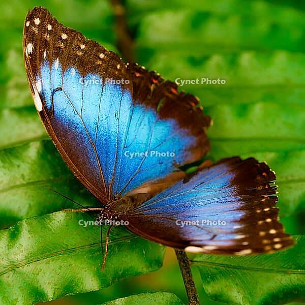 A blue morpho sits on a leaf and spreads its shimmering blue, dark-banded wings, Blue Morpho (Morpho peleides), Mariposario de Benalmádena, captivity, Benalmádena, Costa del Sol, Andalusia, Spain [IBR125606137]