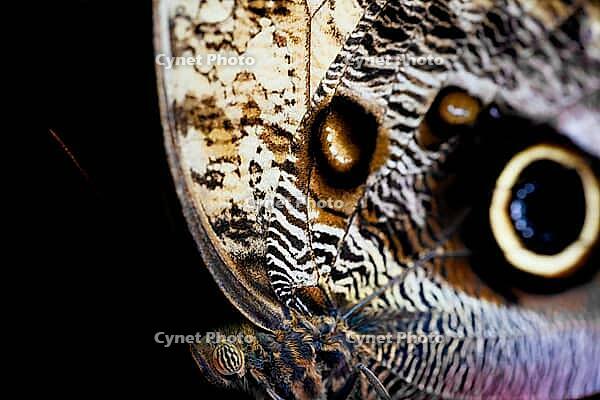 Extreme close-up of a butterfly with striking eye patches and finely patterned brown wings, banana butterfly, owl butterfly (Caligo genus), Mariposario de Benalmádena, captivity, Benalmádena, Costa del Sol, Andalusia, Spain [IBR125606138]
