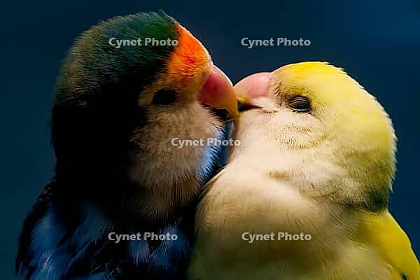 Two parrots touching each other with their beaks and turning affectionately towards each other, parrots, inseparable (Agapornis), peach heads or rose heads mutation, Mariposario de Benalmádena, captivity, Benalmádena, Costa del Sol, Andalusia, Spain [IBR125606139]