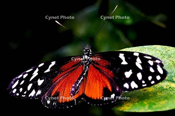 A butterfly with orange-black, white dotted wings sits on a green leaf, passion flower butterfly (Heliconius), Mariposario de Benalmádena, captivity, Benalmádena, Costa del Sol, Andalusia, Spain [IBR125606140]
