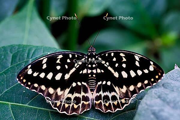 A black and cream butterfly sits with outstretched wings on a dark green leaf, Archduke (Lexias dirtea), Mariposario de Benalmádena, captivity, Benalmádena, Costa del Sol, Andalusia, Spain [IBR125606141]