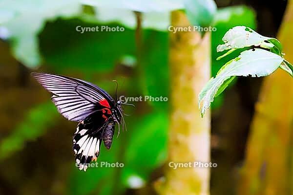 A black and white butterfly with red accents flies in front of blurred green foliage and a light tree trunk, Great Mormons (Papilio memnon), Mariposario de Benalmádena, captivity, Benalmádena, Costa del Sol, Andalusia, Spain [IBR125606142]