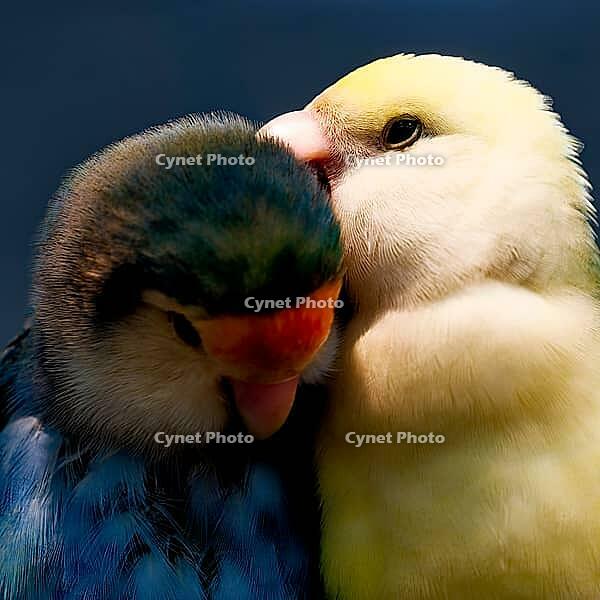 Two young parrots nestled together, the yellow bird leaning its beak against the Companions, Parrots, Inseparable (Agapornis), Peach-headed or Rose-headed mutation, Mariposario de Benalmádena, captive, Benalmádena, Costa del Sol, Andalusia, Spain [IBR125606143]