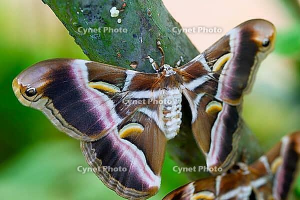 A large atlas moth sits with outstretched, brown-pink patterned wings on a tree trunk, Atlas moth (Attacus atlas), Mariposario de Benalmádena, captivity, Benalmádena, Costa del Sol, Andalusia, Spain [IBR125606145]