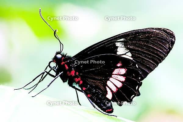 A black butterfly with pink and white wing drawings spreads its wings against a light background, knight butterfly (Papilionidae), windmill butterfly (Byasa polyeuctes), Mariposario de Benalmádena, captivity, Benalmádena, Costa del Sol, Andalusia, Spain [IBR125606146]