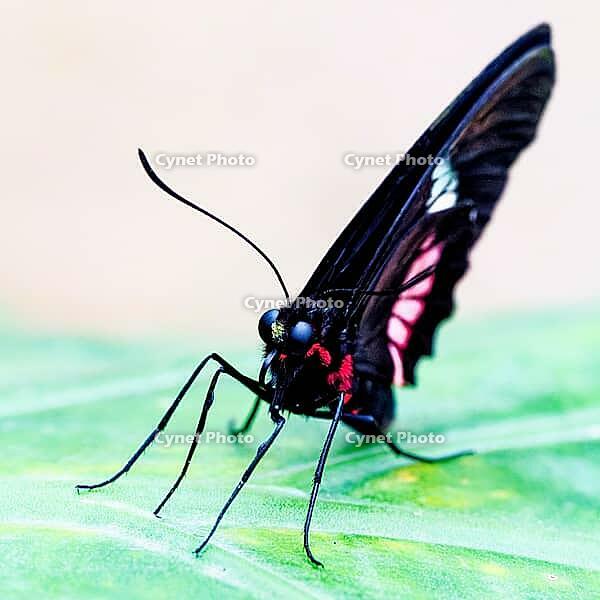 A black-pink butterfly sits with erect wings on a green leaf, knight butterfly (Papilionidae), windmill butterfly (Byasa polyeuctes), Mariposario de Benalmádena, captivity, Benalmádena, Costa del Sol, Andalusia, Spain [IBR125606147]