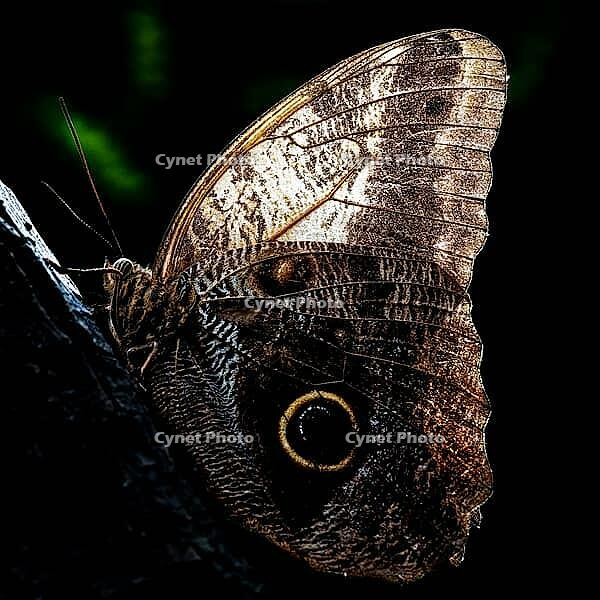 A brown butterfly with a large eye patch rests on rough bark in the dark light, banana butterfly, owl butterfly, (genus Caligo), Mariposario de Benalmádena, captivity, Benalmádena, Costa del Sol, Andalusia, Spain [IBR125606149]