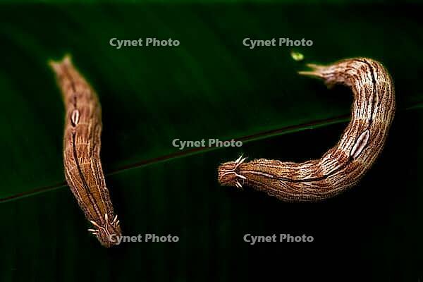 Two brown, hairy caterpillars move on a leaf against a dark background, banana butterfly (Caligo eurilochus) [IBR125606151]