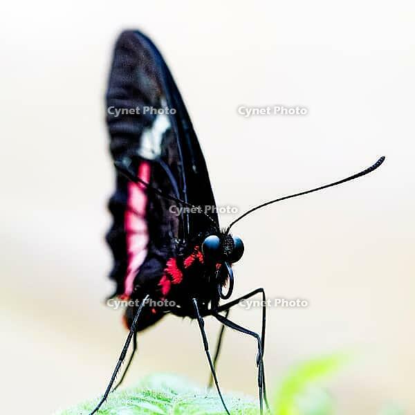 A black and red butterfly sits sideways on a plant, its long antennae stand out against the light background, knight butterfly (Papilionidae), windmill butterfly (Byasa polyeuctes), Mariposario de Benalmádena, captivity, Benalmádena, Costa del Sol, Andalu [IBR125606152]