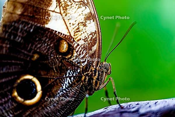 Close-up of a brown butterfly with striking eye patch on a branch against a green background, banana moth, owl butterfly (Caligo genus), Mariposario de Benalmádena, captivity, Benalmádena, Costa del Sol, Andalusia, Spain [IBR125606153]