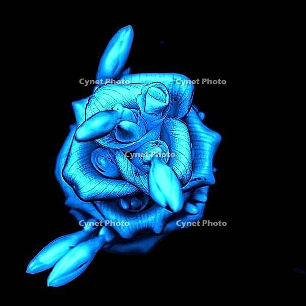 A bright blue, curled flower shape with protruding buds against a black background, Mariposario de Benalmádena, Benalmádena, Costa del Sol, Andalusia, Spain [IBR125606154]