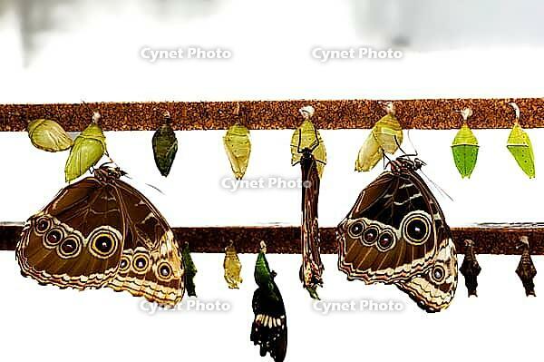 Two brown butterflies hanging between green dolls on horizontal poles, banana butterfly, owl butterfly (Caligo genus), Mariposario de Benalmádena, captivity, Benalmádena, Costa del Sol, Andalusia, Spain [IBR125606156]