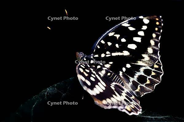 A black and white spotted butterfly sits with outstretched wings on a dark leaf, Archduke (Lexias dirtea), Mariposario de Benalmádena, captivity, Benalmádena, Costa del Sol, Andalusia, Spain [IBR125606157]